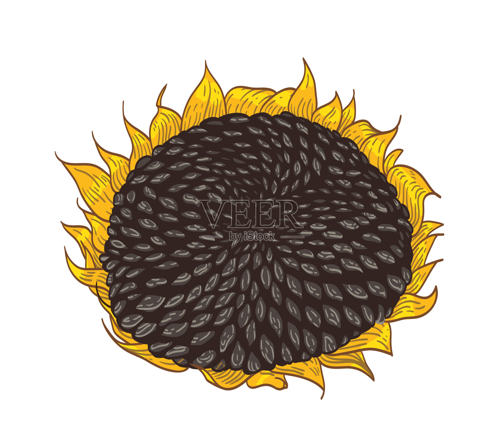 美丽详细的向日葵植物画设计元素图片