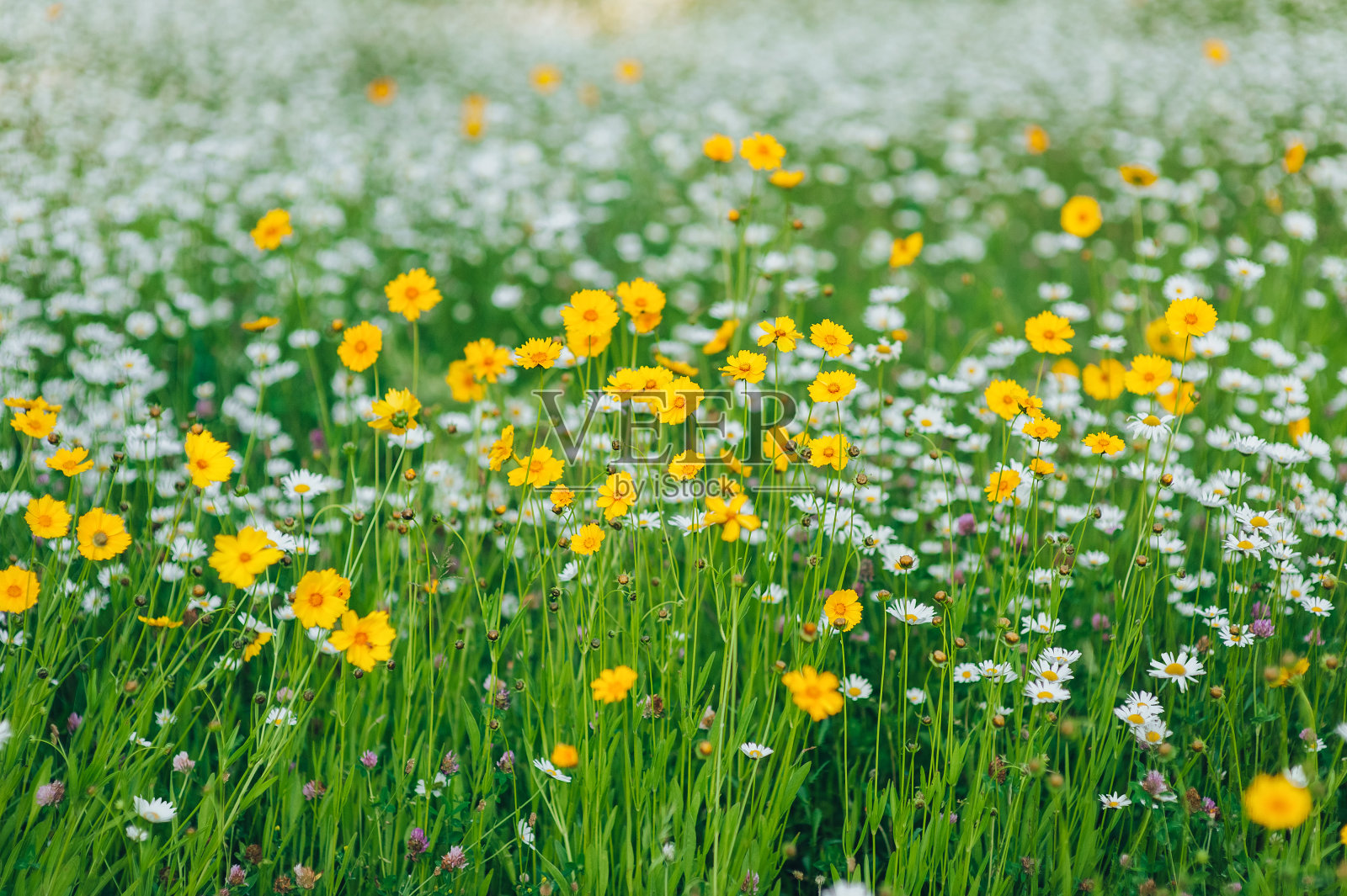 草地上生长着白色的洋甘菊、黄色的野花和绿色的青草。春天的概念。照片摄影图片