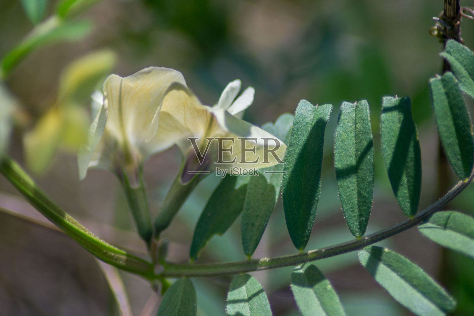 花园里小白的野花,淡黄色的花,绿色的叶子,大自然的户外照片摄影图片