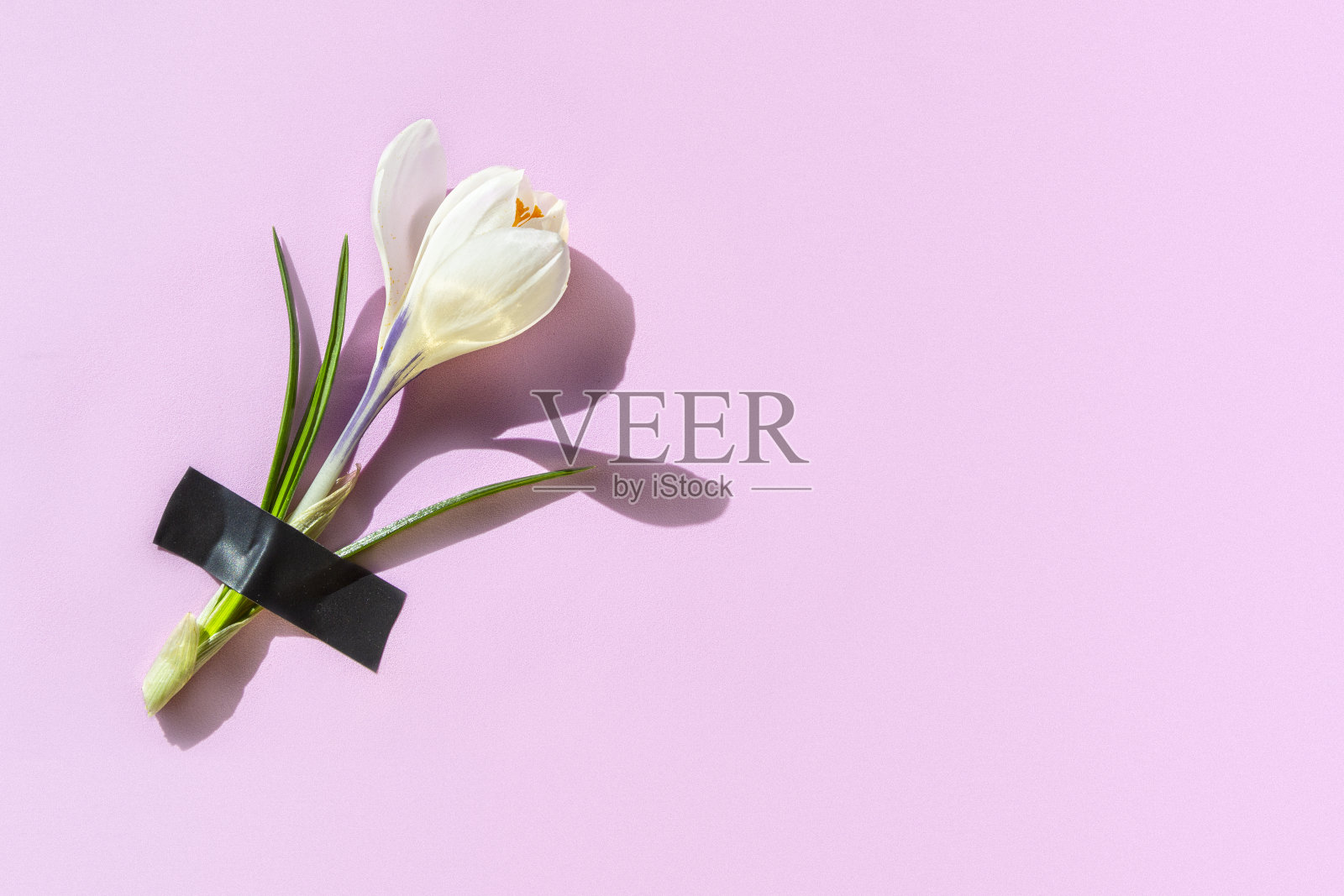 鲜嫩的番红花,贴有粉底。草药治疗、天然化妆品、生态系统的创新医学理念。俯视图,平放,复制空间照片摄影图片