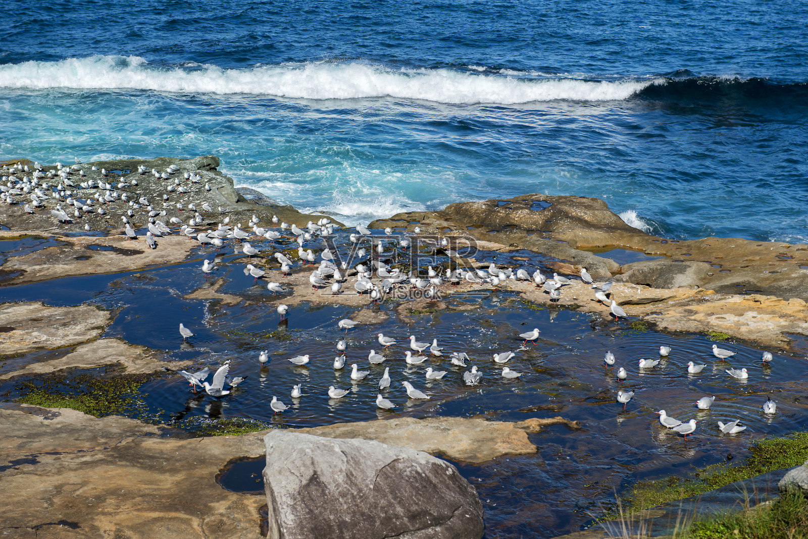 澳大利亚悉尼邦迪湾的海鸥照片摄影图片