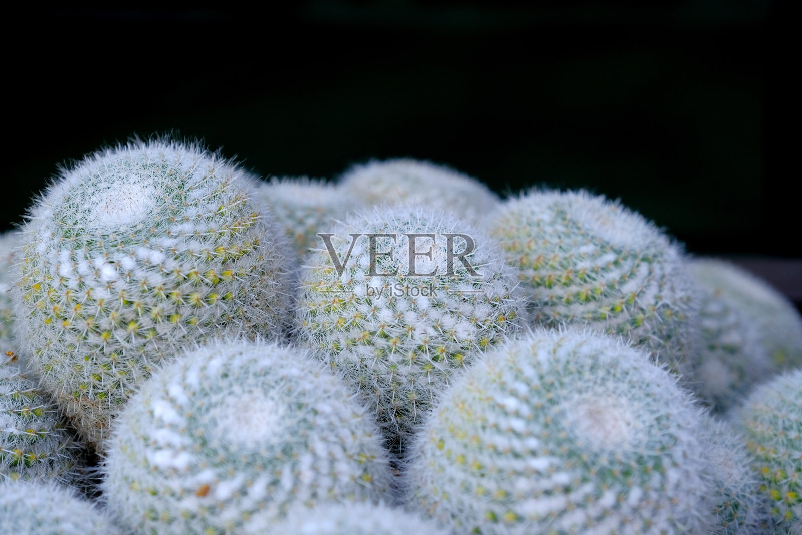 仙人掌照片摄影图片