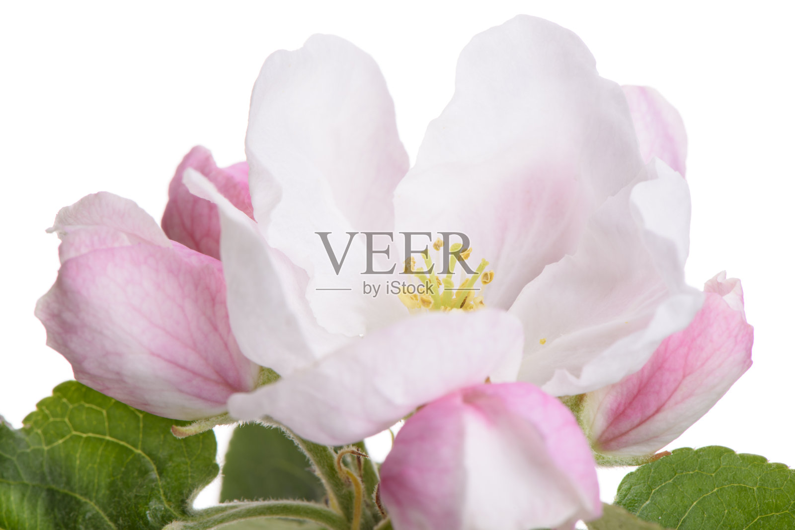 盛开的花孤立的苹果树在白色的背景照片摄影图片