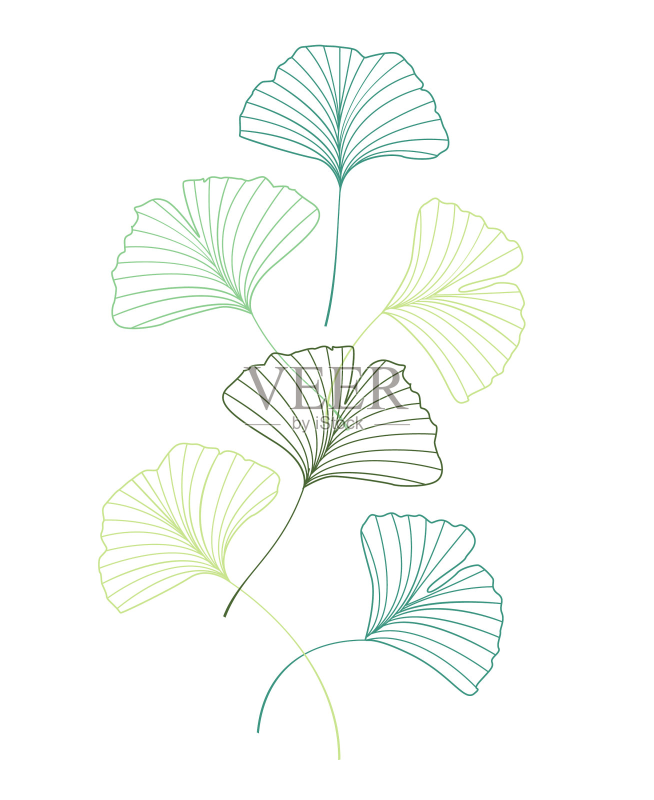 银杏的叶子设计元素图片