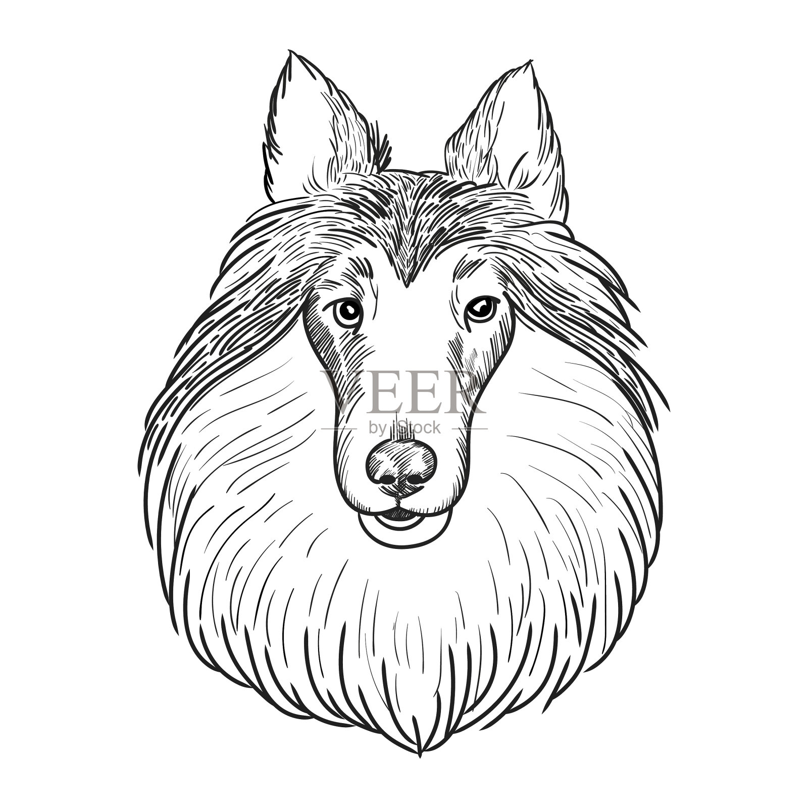 牧羊犬脸孤立在白色背景设计元素图片