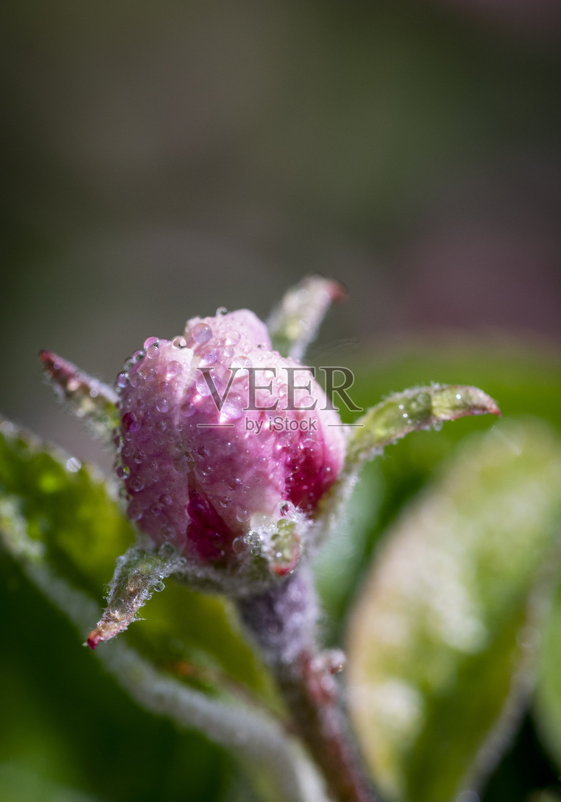 粉红色的苹果花上的露珠照片摄影图片