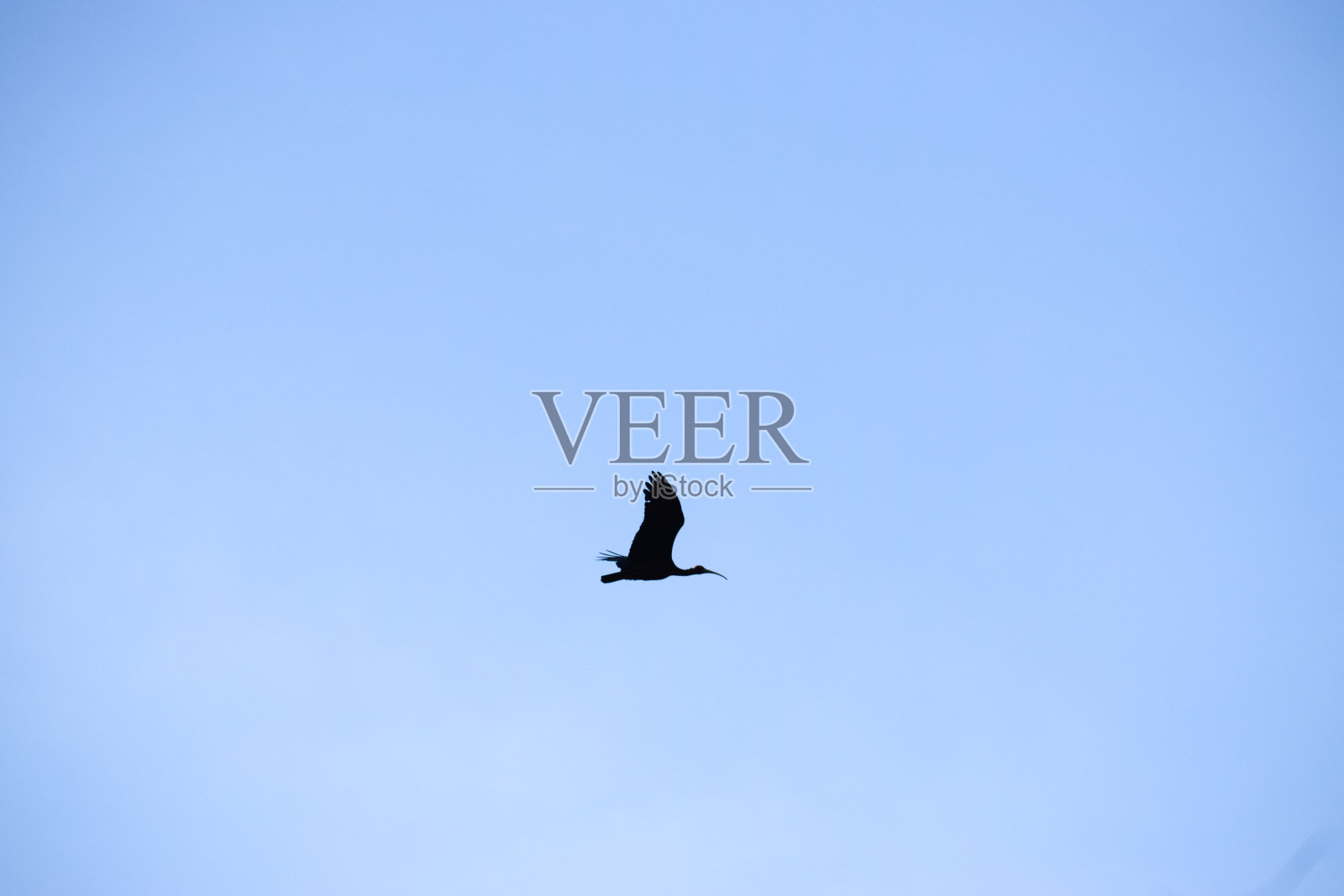 红颈背宜必思照片摄影图片