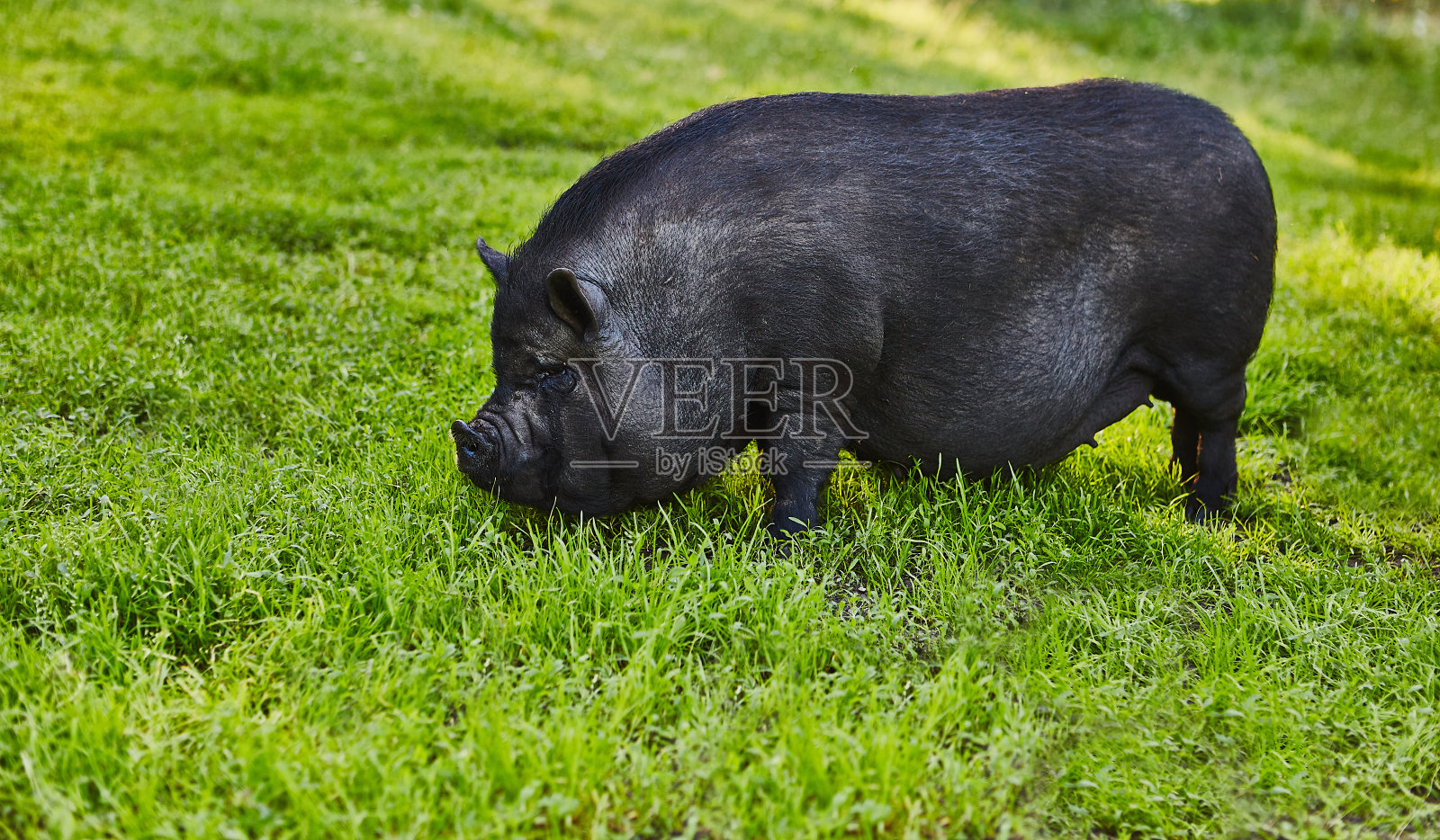 可爱的大肚猪在私人农场的自由草地上照片摄影图片