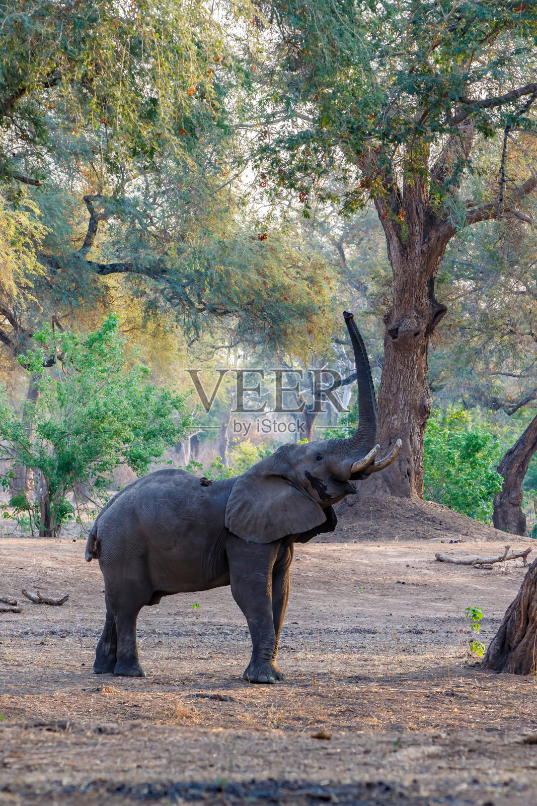 马纳池国家公园里的大象照片摄影图片