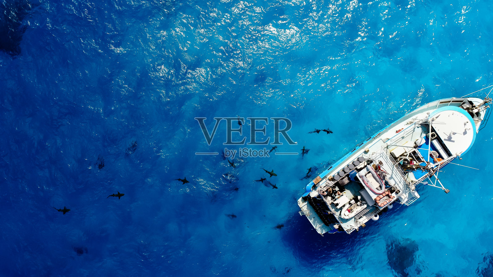 一艘被鲨鱼包围的船在海里照片摄影图片