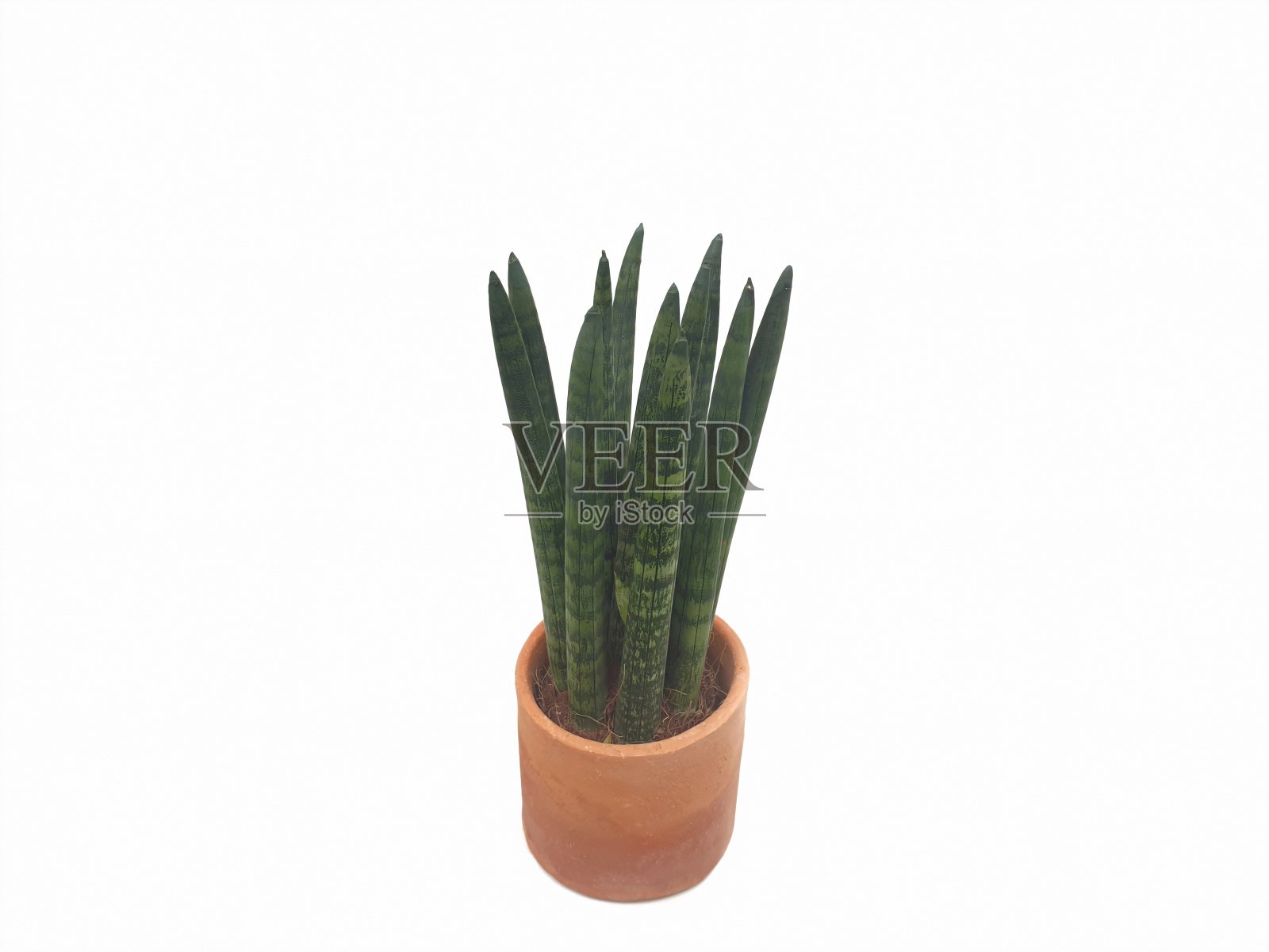 白底上的白瓷缸中有白柱白柱照片摄影图片