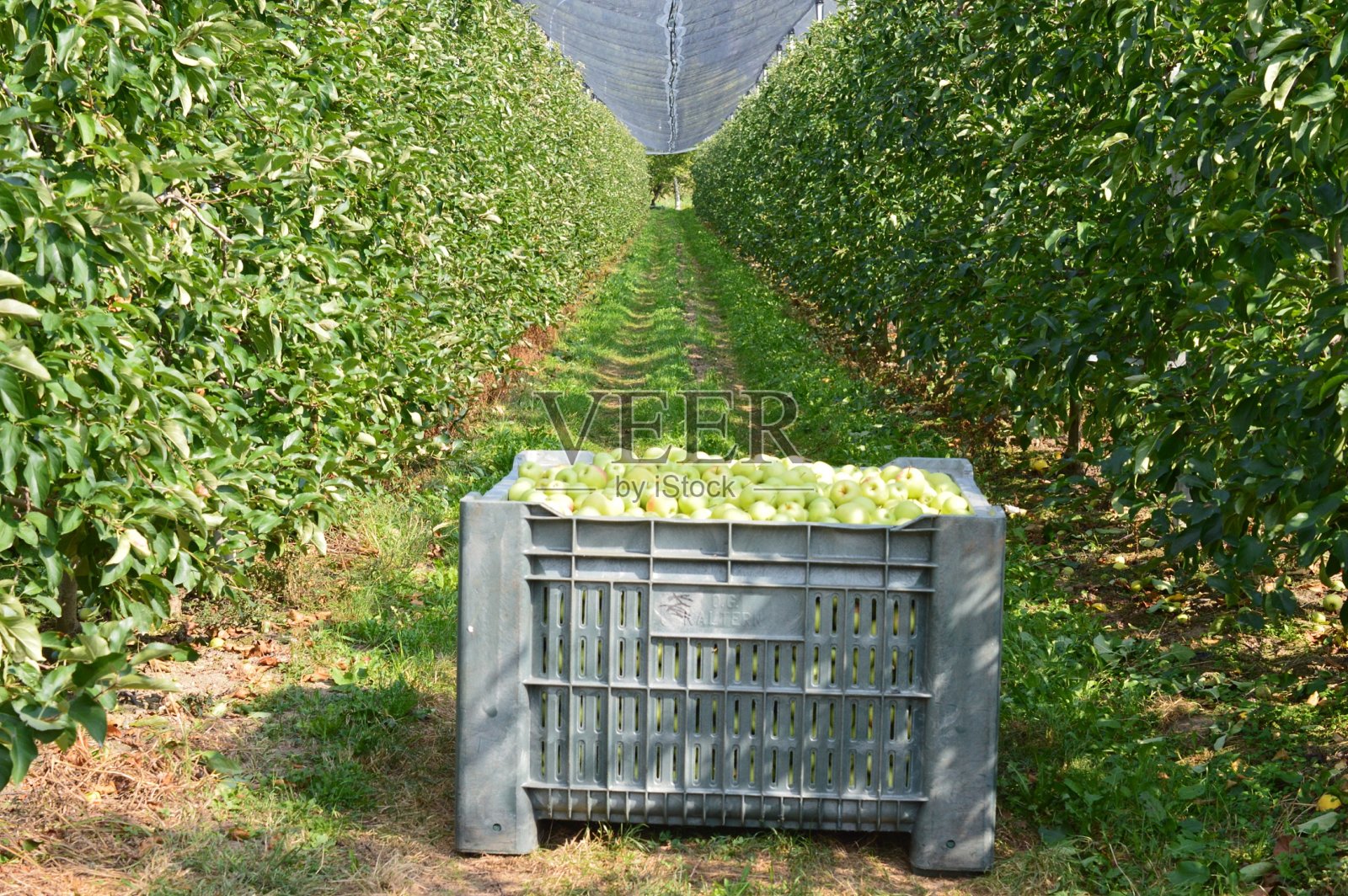 苹果丰收照片摄影图片