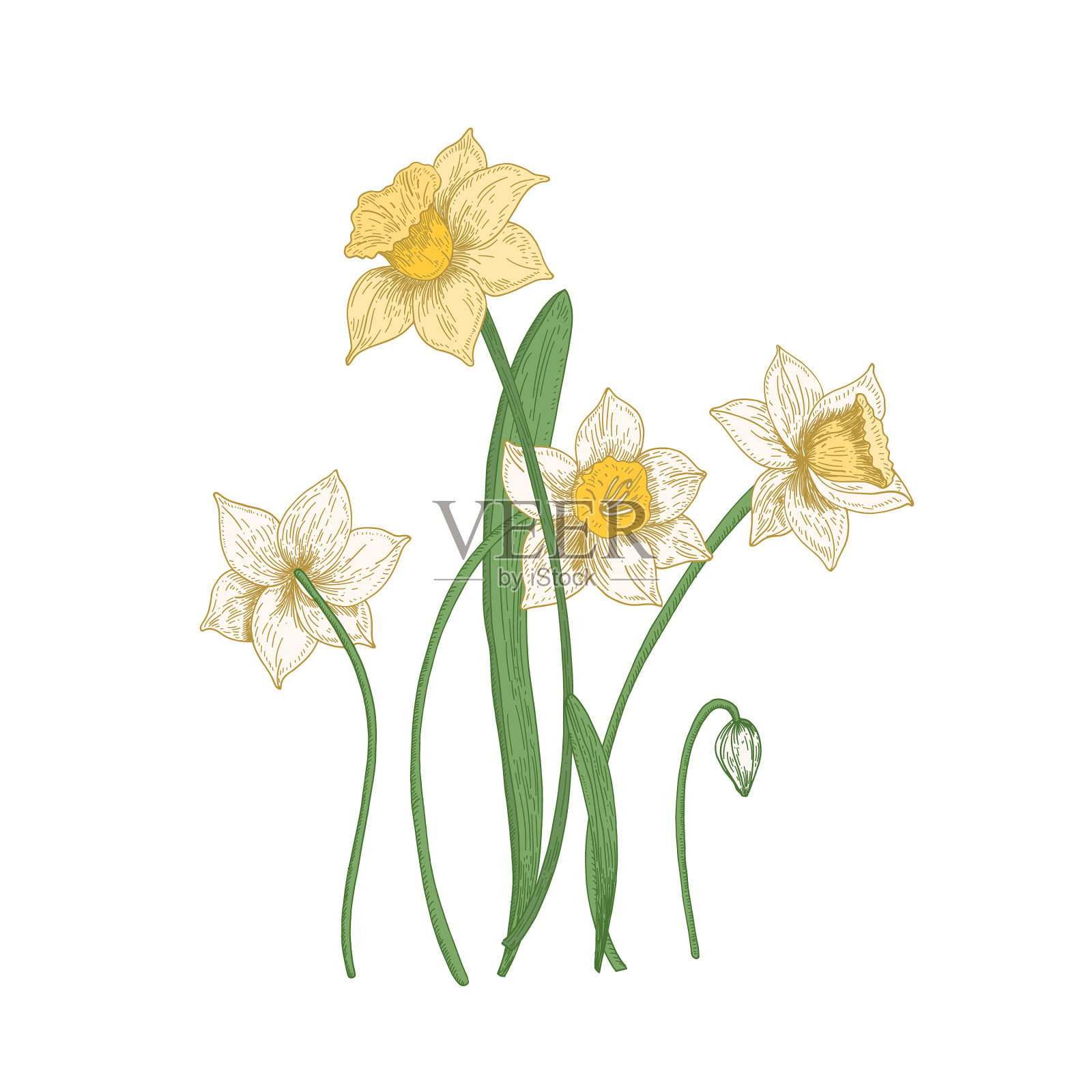 盛开的娇嫩水仙花孤立上设计元素图片