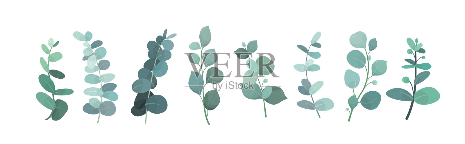 桉树银绿色植物设计元素图片