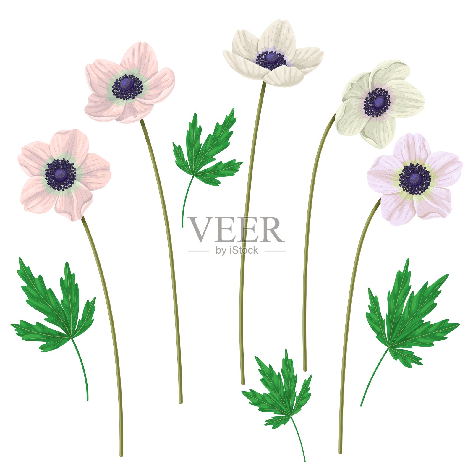 海葵设计元素图片