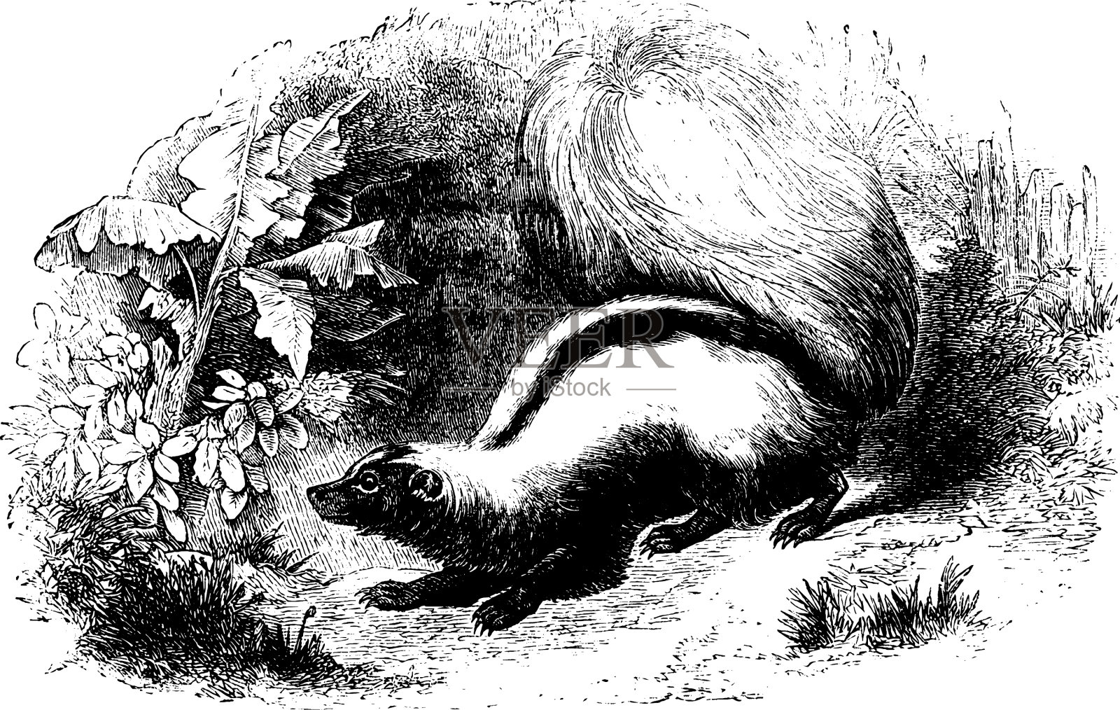 臭鼬的插画图片素材