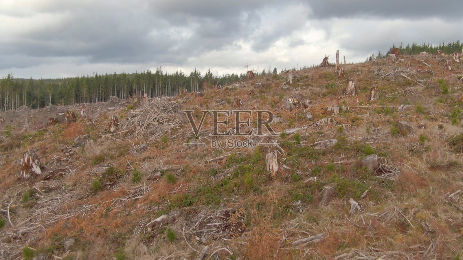 无人机:荒凉的空中拍摄的一片茂密的森林中间的大空地。照片摄影图片