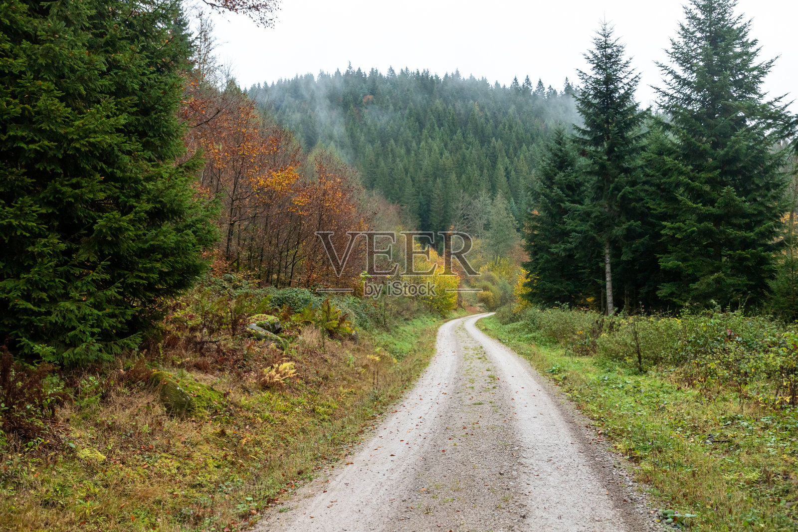 黑森林里秋叶飘落照片摄影图片
