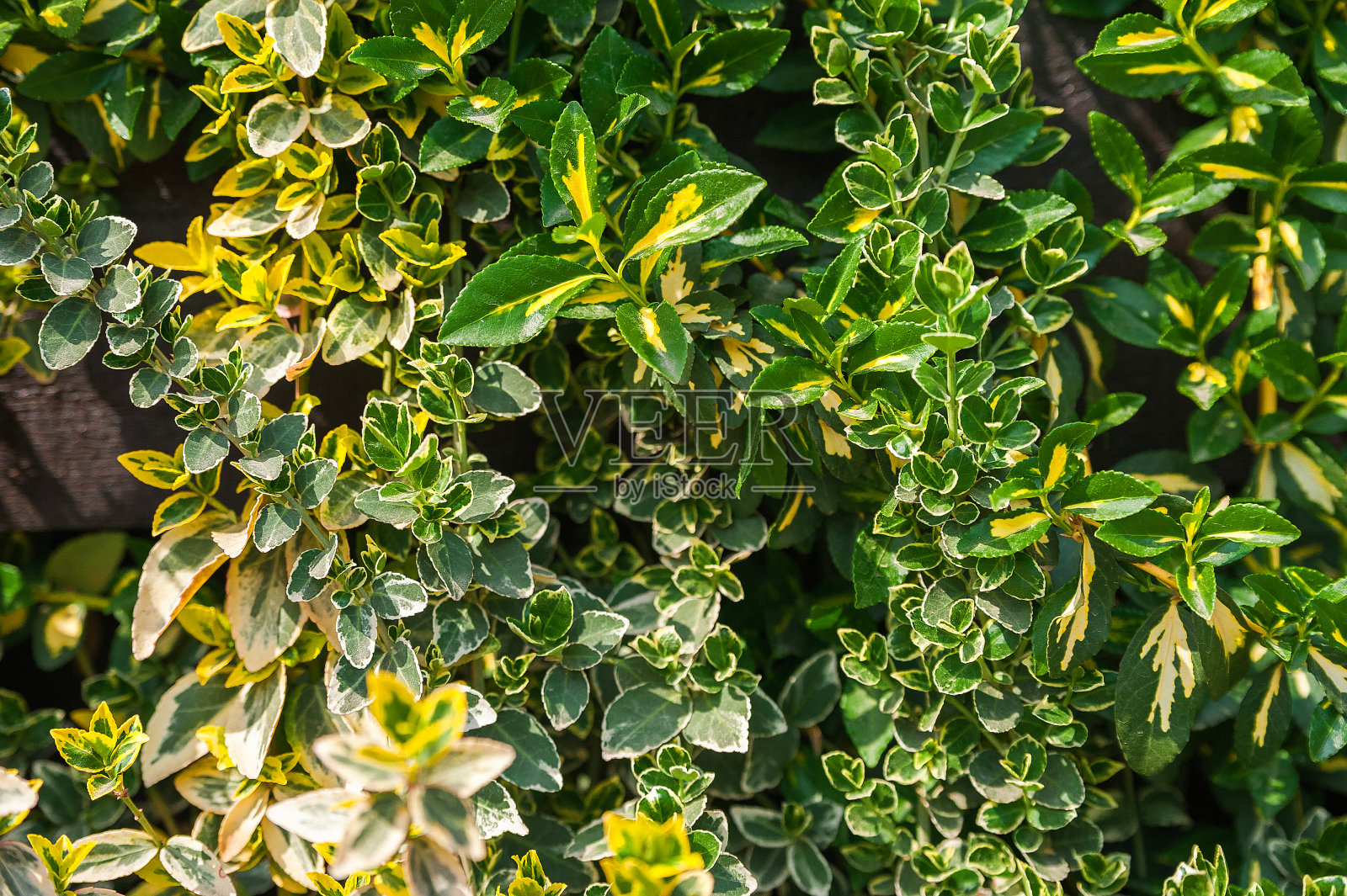 树上开花的攀缘植物的自然纹理。特写常春藤作为文本的地方。明信片背景从植物在一个木制和复制空间。照片摄影图片