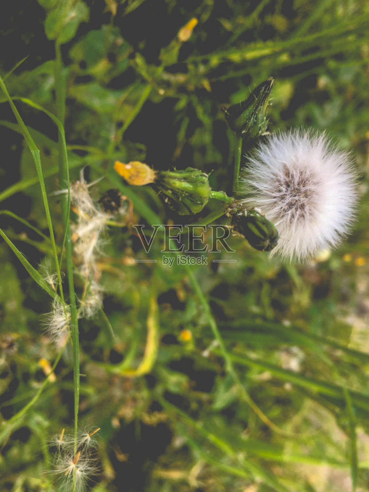 稀有纯净美丽的蒲公英花照片摄影图片