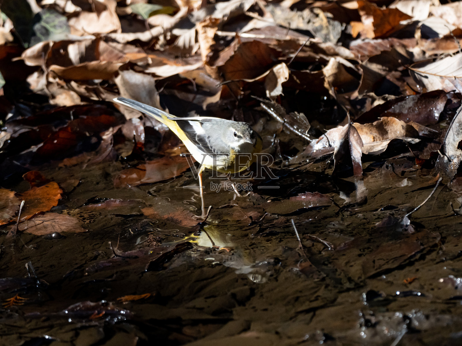 灰色的鹡尾涉水过小溪照片摄影图片