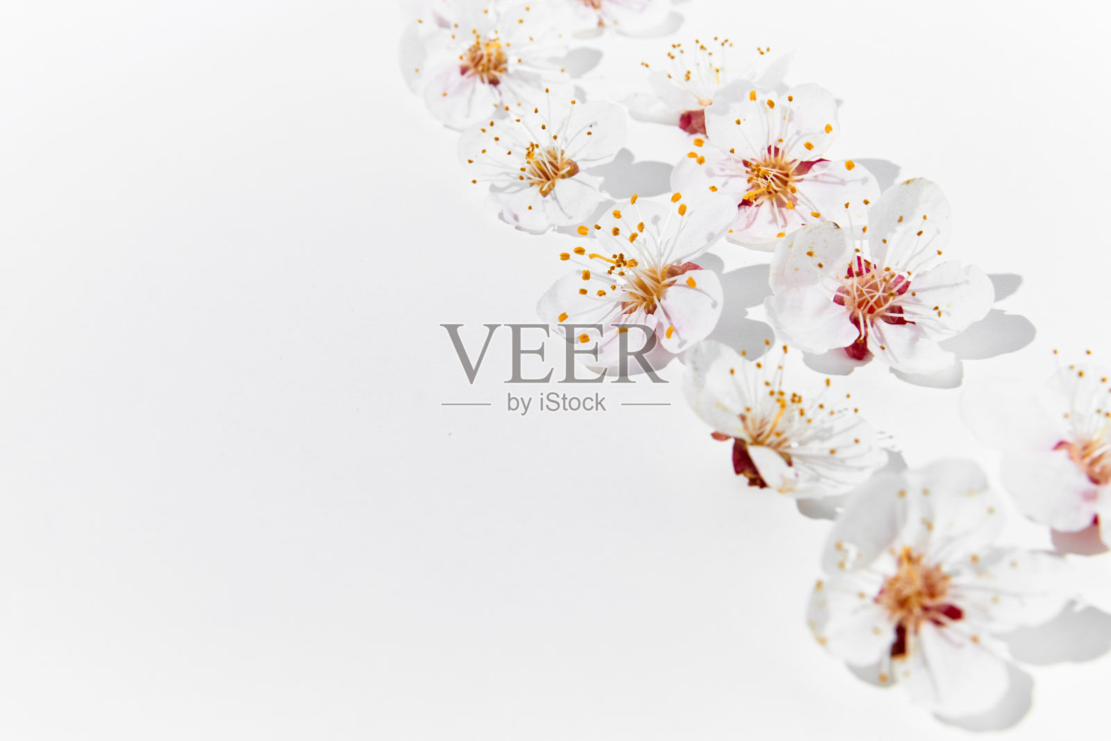 盛开的水果树枝。白色背景上的杏花照片摄影图片