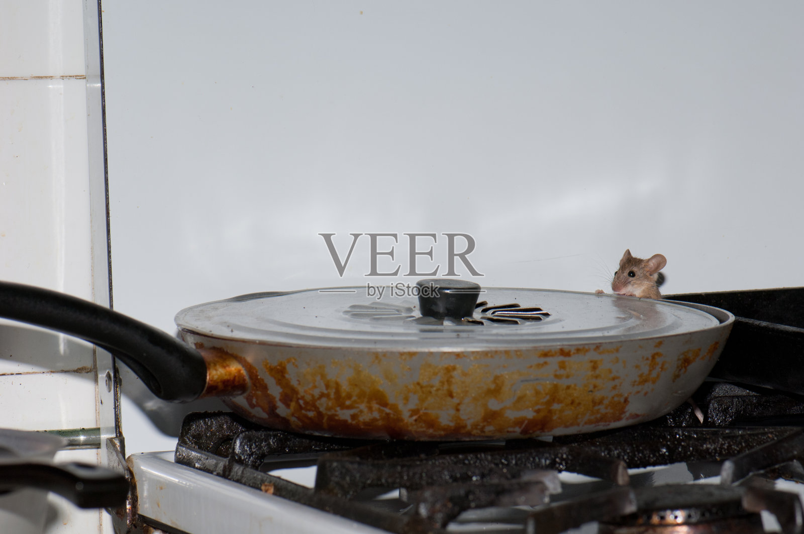 家鼠小家鼠在煎锅里喂油。照片摄影图片