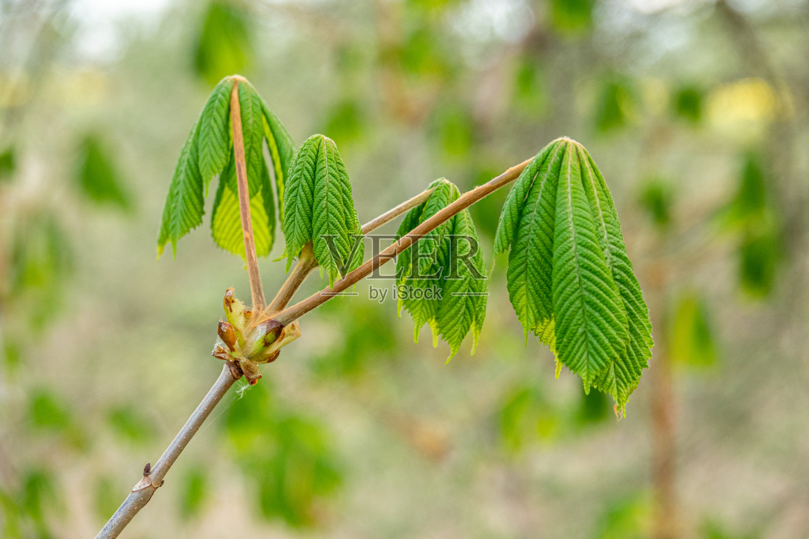 春天,栗子的嫩叶长在树枝上照片摄影图片