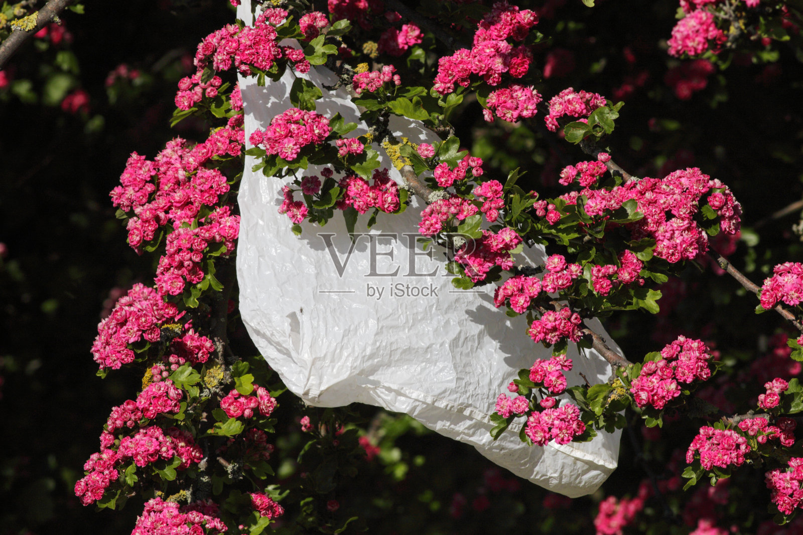 白色塑料袋,粉红色山楂花照片摄影图片