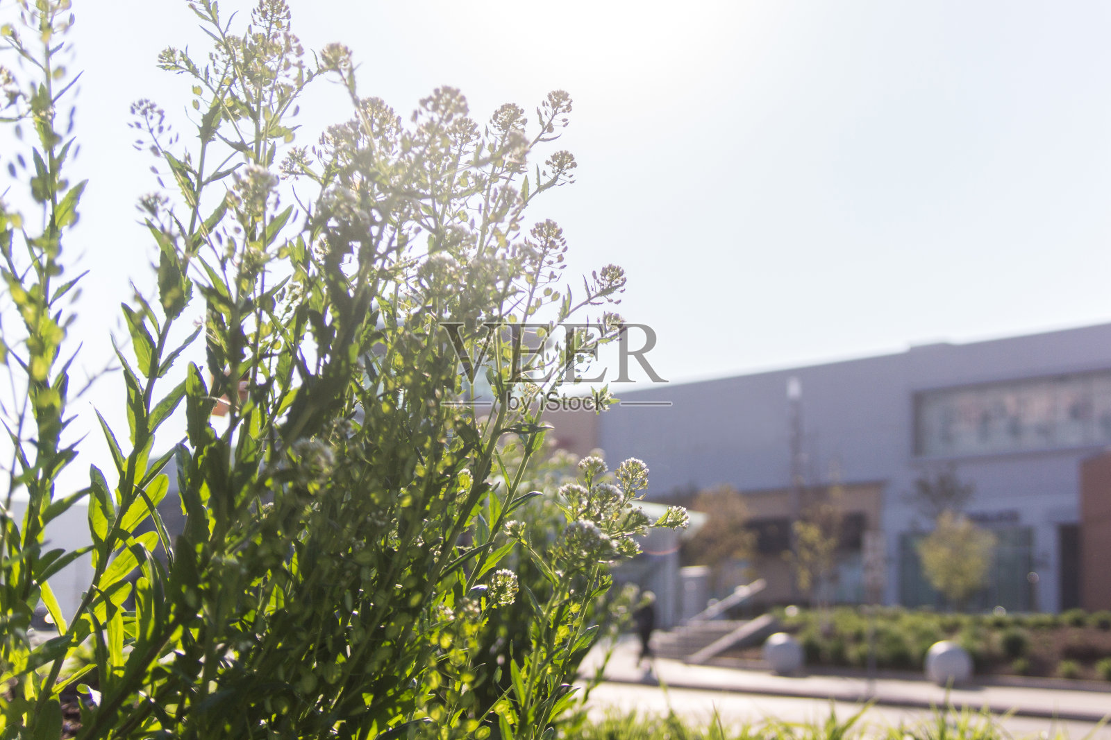 鲜花门前的一个建筑物的特写照片摄影图片