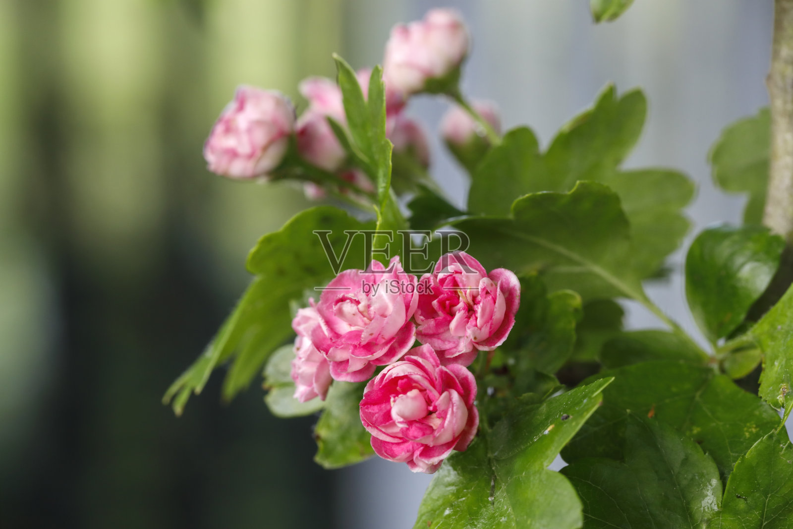 粉红色的山楂花可能在春天保罗的猩红山楂照片摄影图片