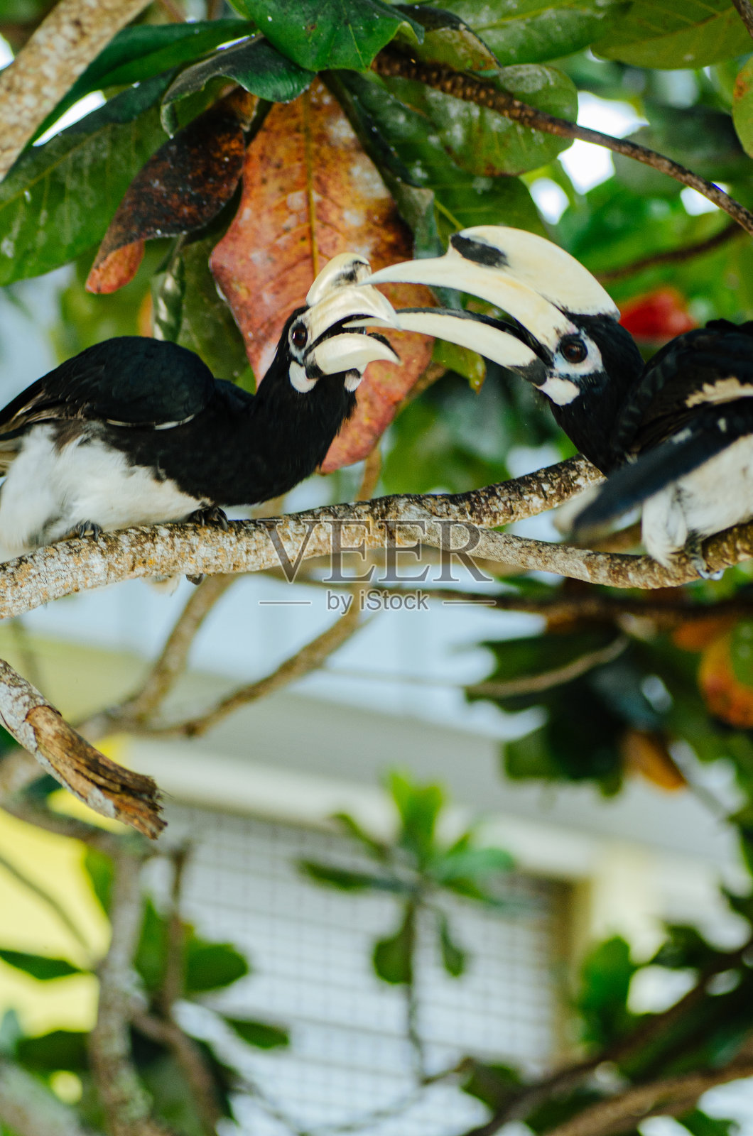 在马来西亚邦哥岛,自由生活的东方犀鸟(Anthracoceros albirostris)是一个吸引人的地方照片摄影图片