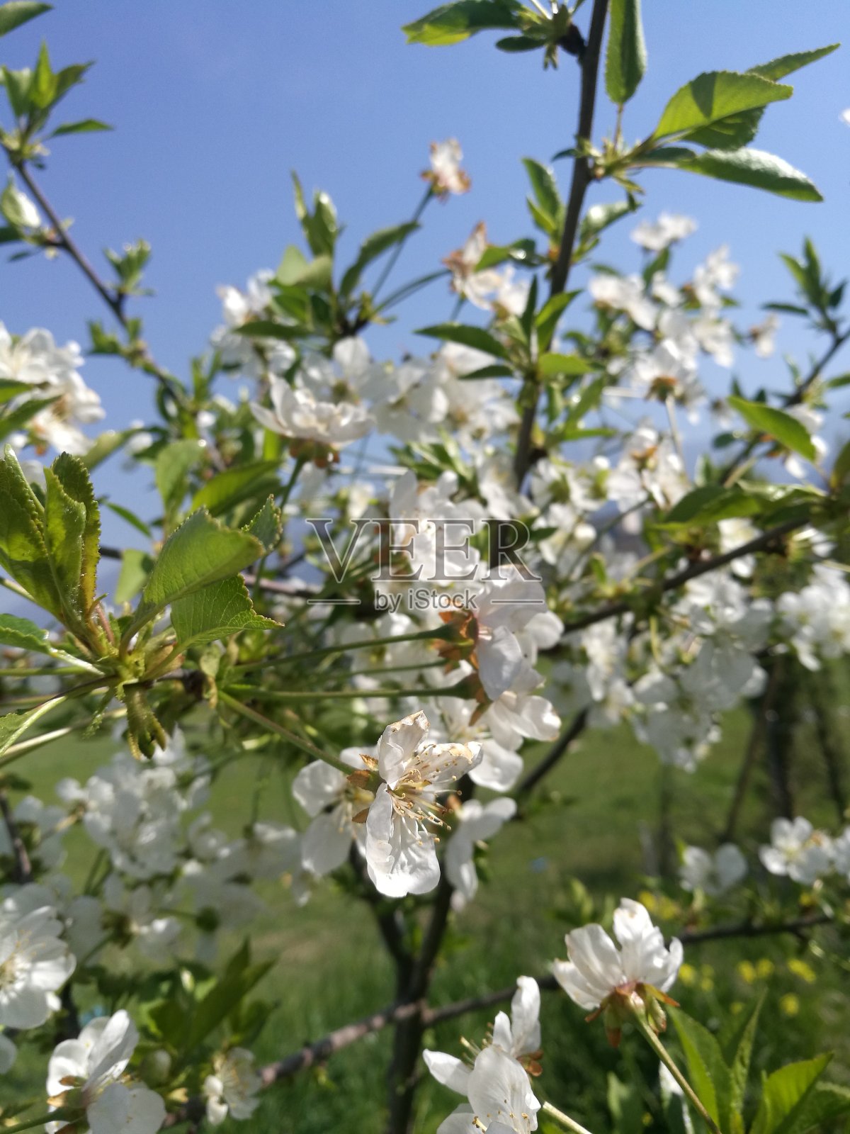 白色的花照片摄影图片