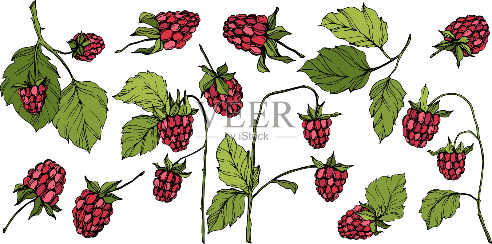 树莓是健康食品,孤立红和插画图片素材