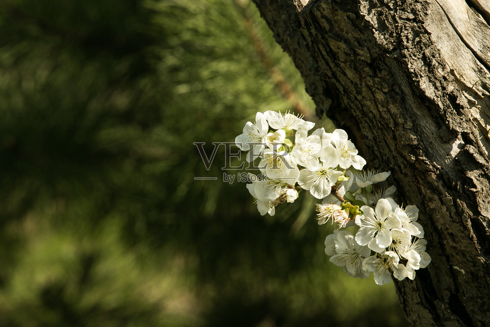 樱花和树干。照片摄影图片