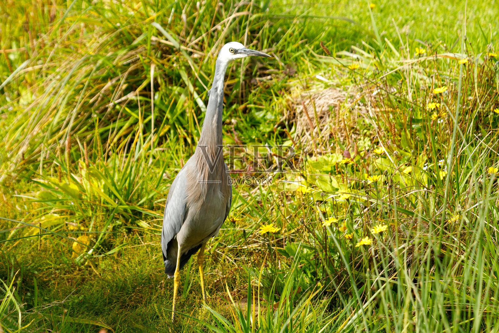 大洋洲的白面鹭照片摄影图片