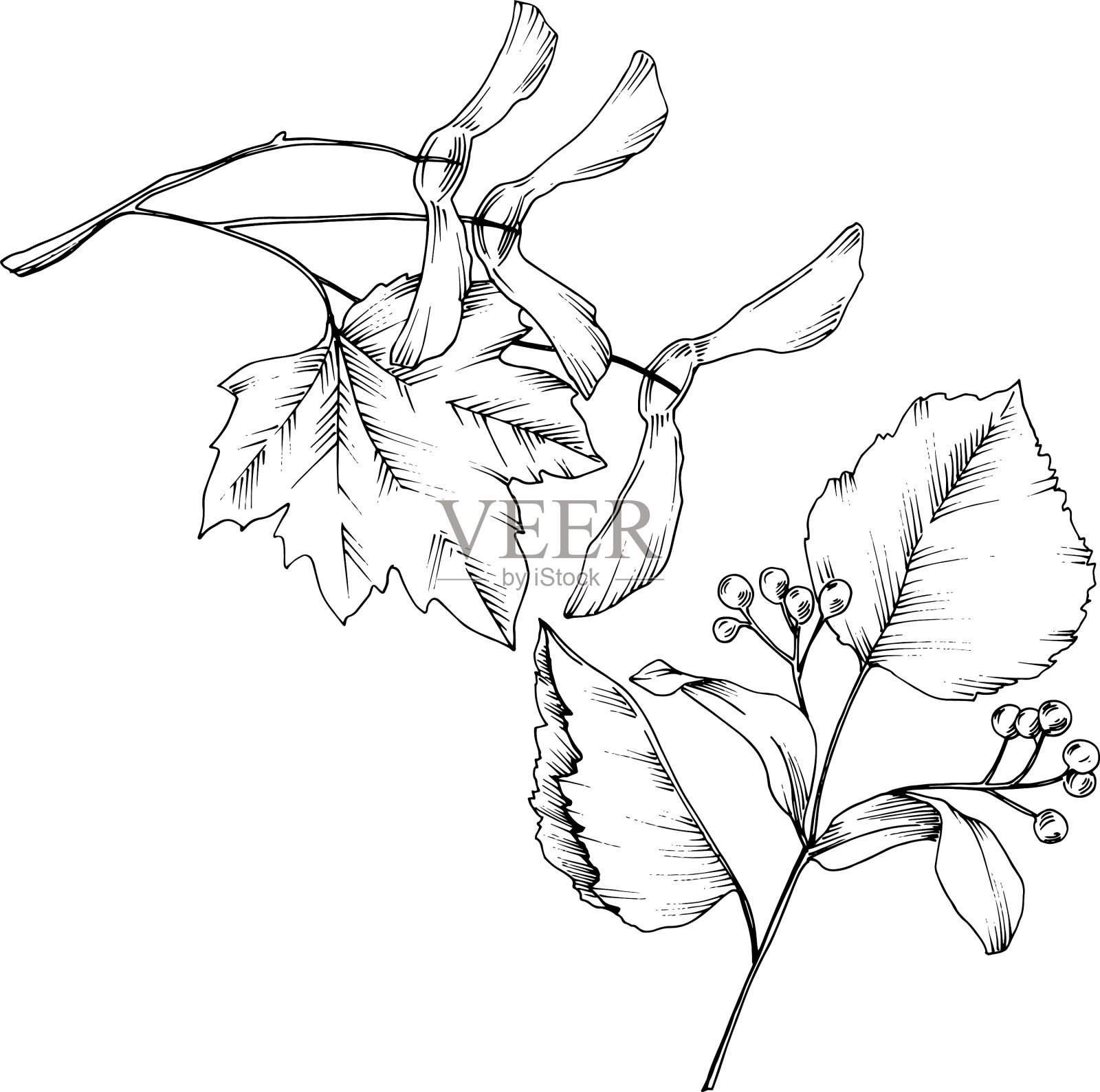 秋叶孤立插画图片素材