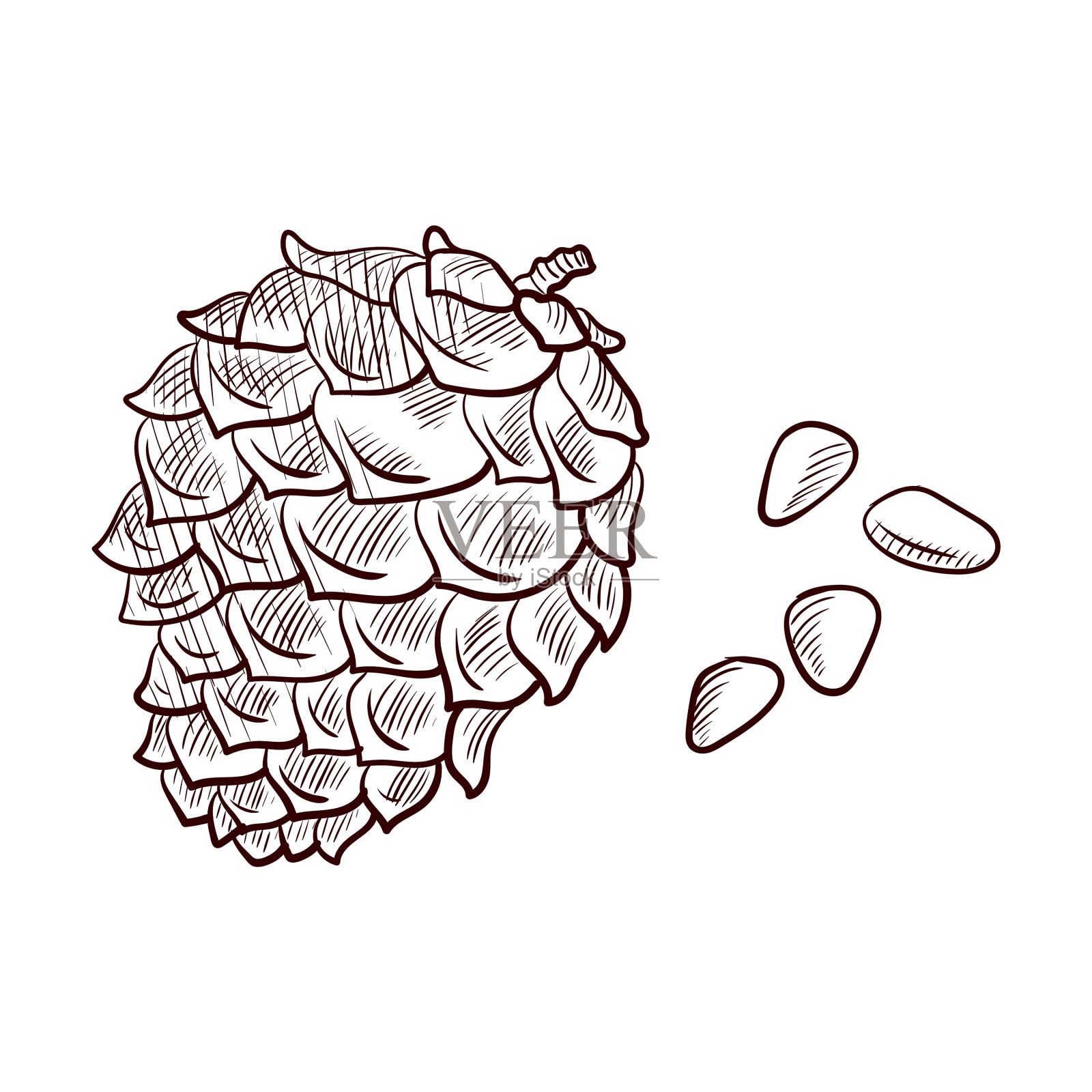 画松子和松果设计元素图片