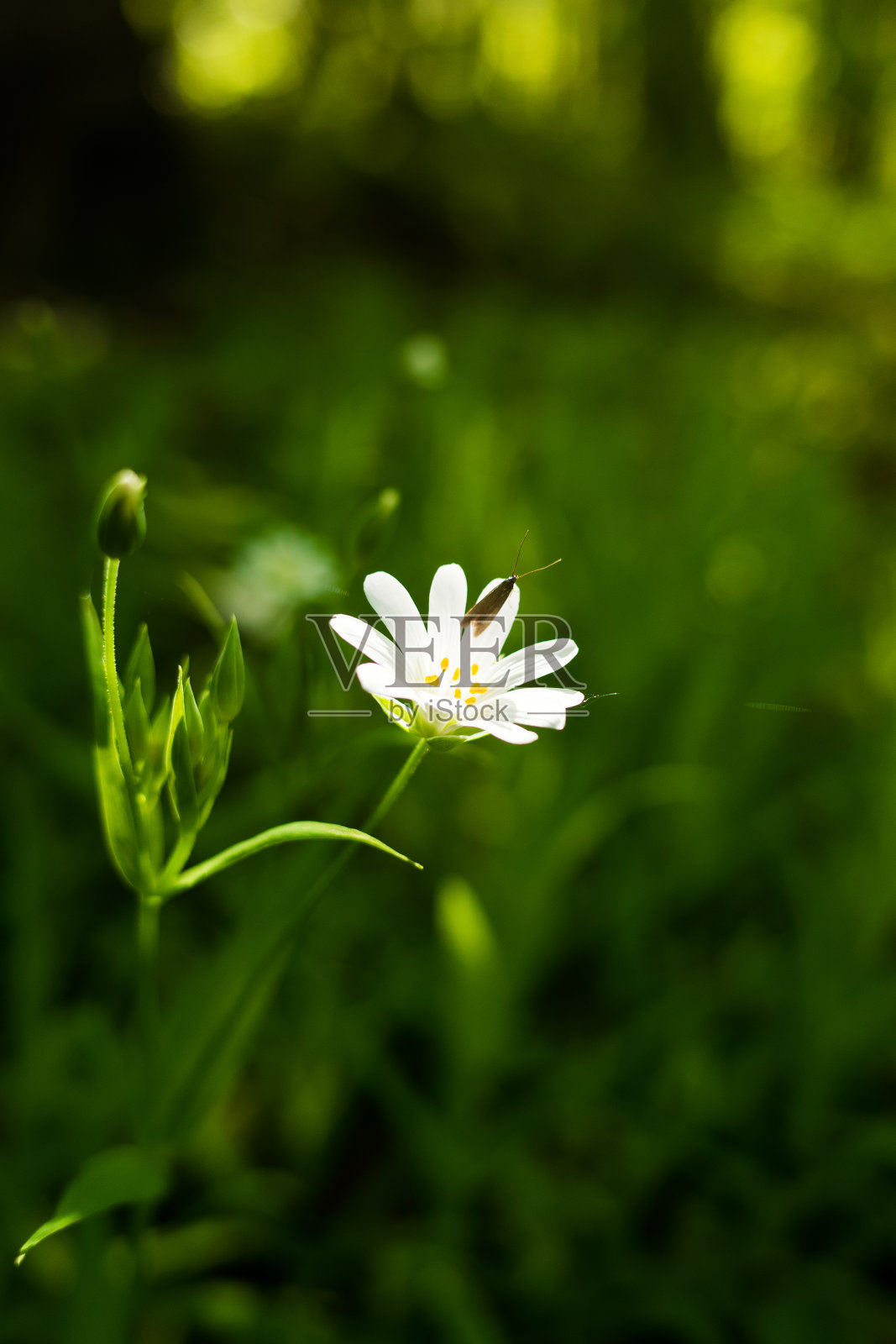 春天的森林照片摄影图片