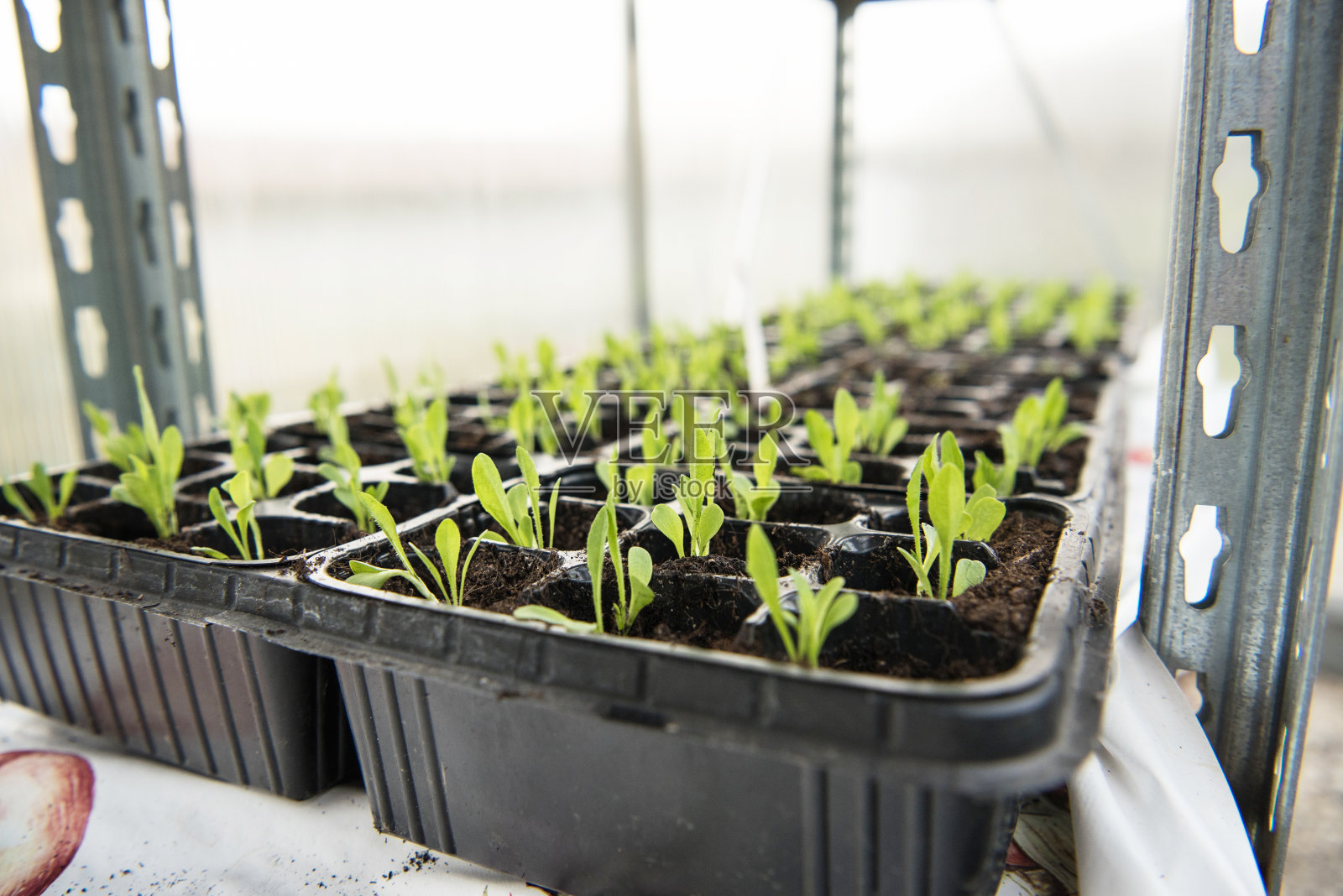 温室中的菊苣幼苗照片摄影图片