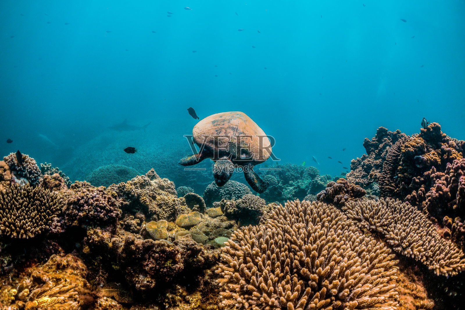 绿色海龟在野外游泳在五颜六色的珊瑚礁照片摄影图片