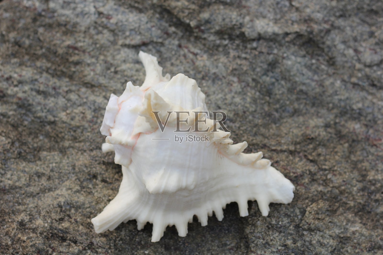 贝壳,也叫贝壳,是一种生活在海里的动物制造的坚硬的保护性外层。壳是动物身体的一部分。照片摄影图片