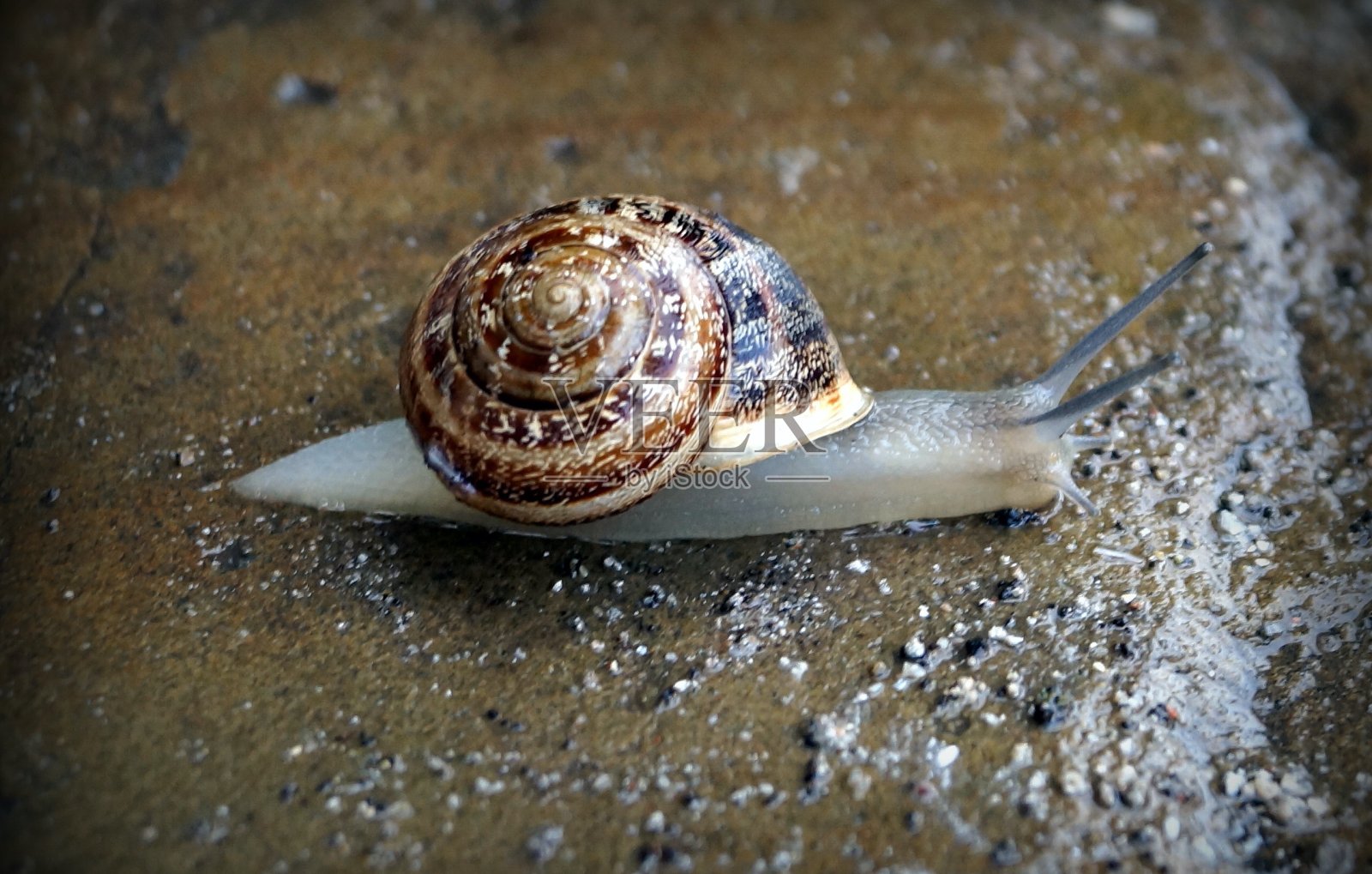 路上的蜗牛照片摄影图片