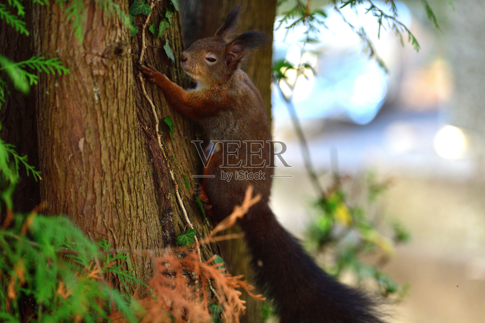 欧亚红松鼠在森林中潜伏并爬上树枝照片摄影图片