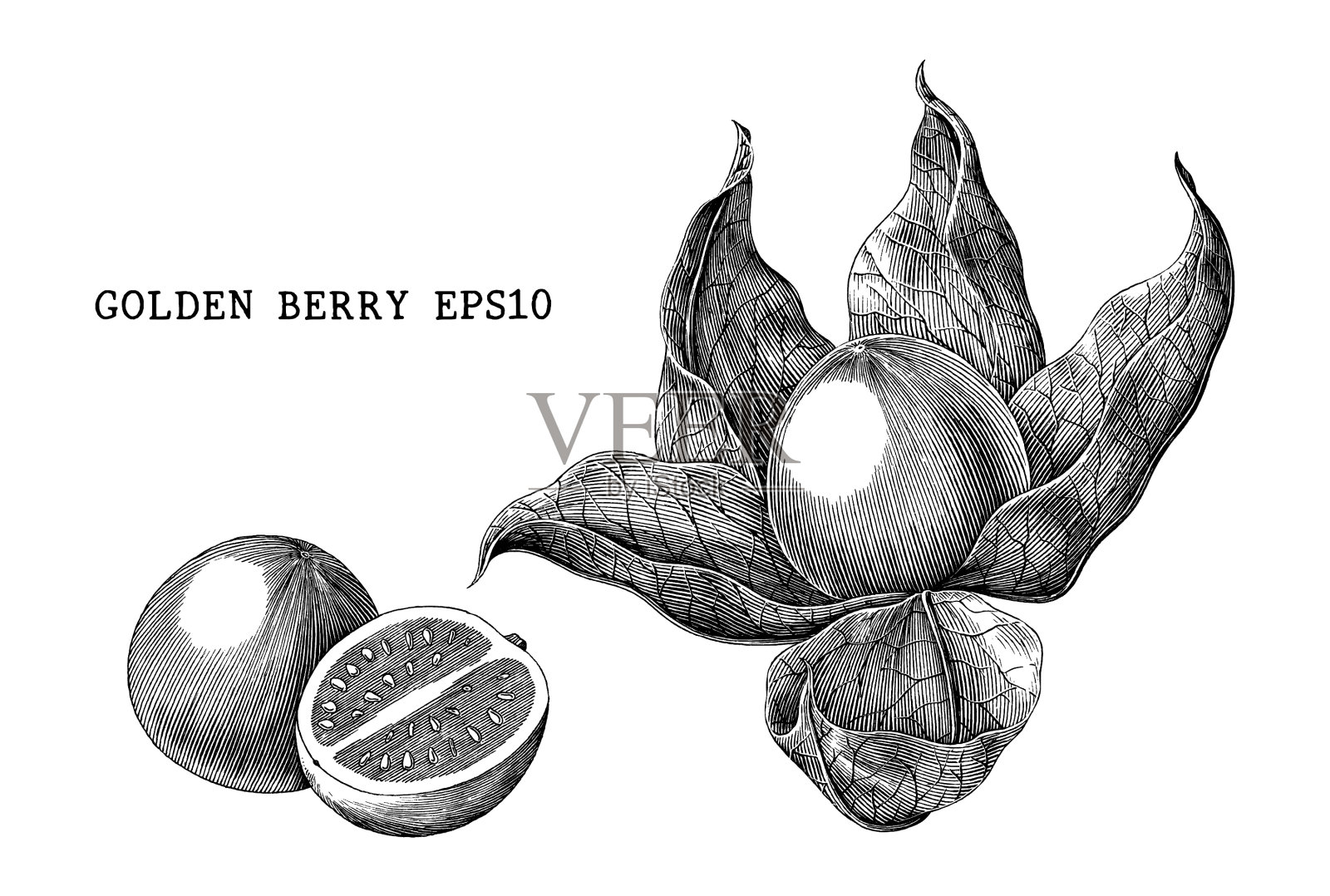 金莓复古雕刻孤立在白色插画图片素材