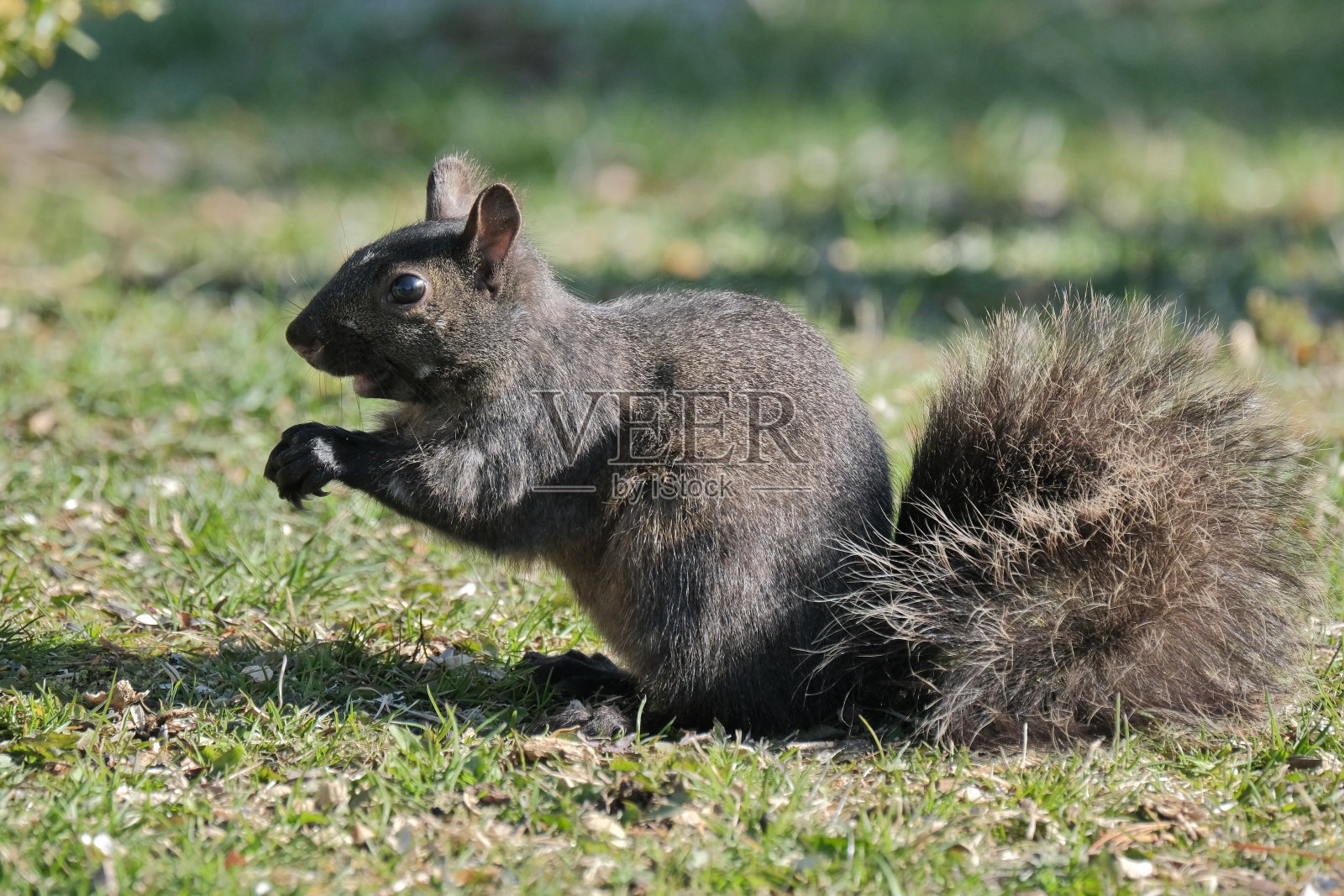 松鼠照片摄影图片