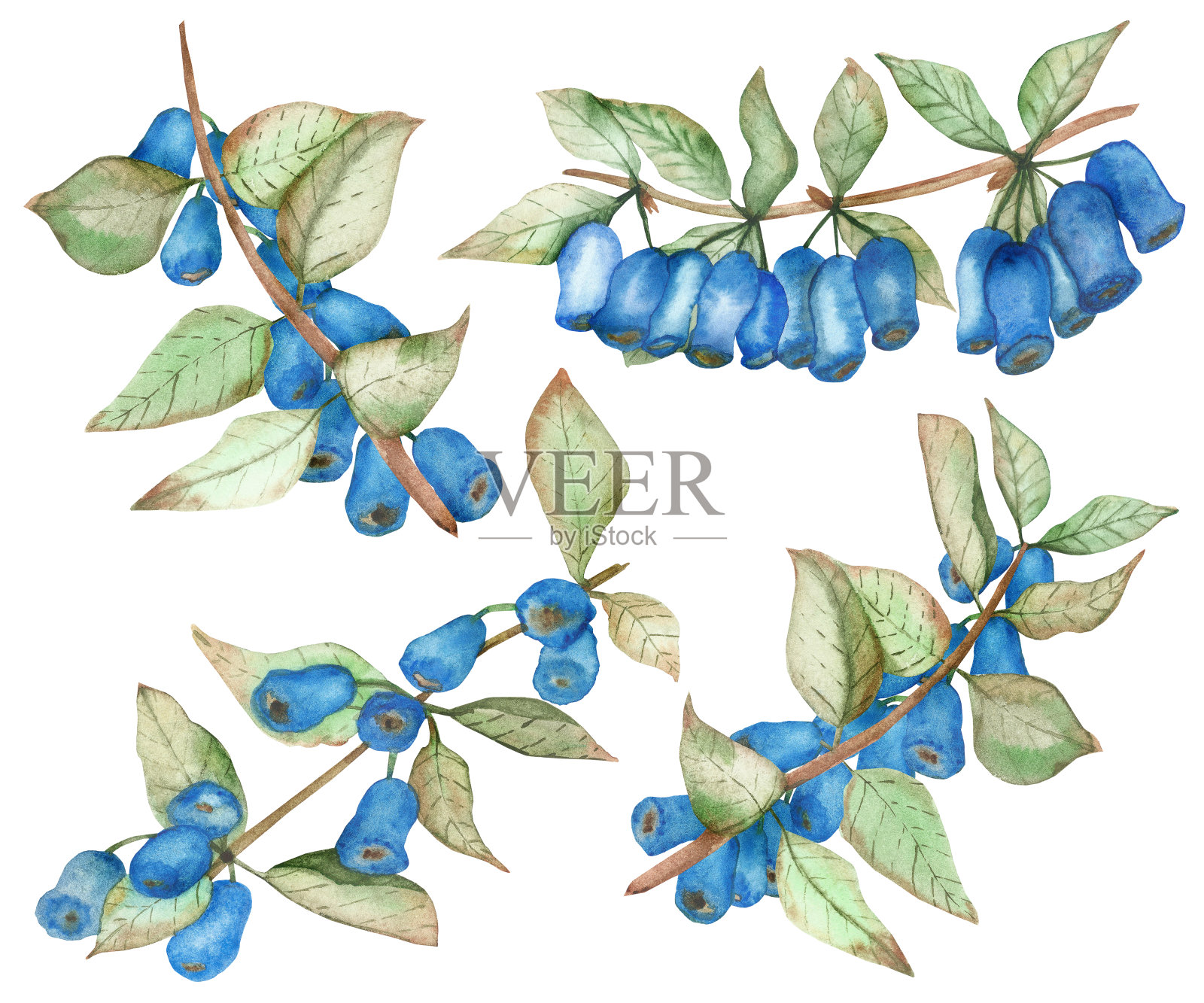 水彩手绘自然花园组合与蓝色的忍冬浆果和绿色的树叶在树枝收集孤立的白色背景为设计元素和卡片插画图片素材