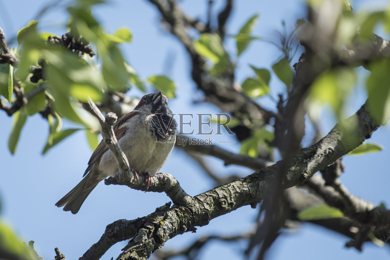小鸟坐在大自然的树枝上照片摄影图片