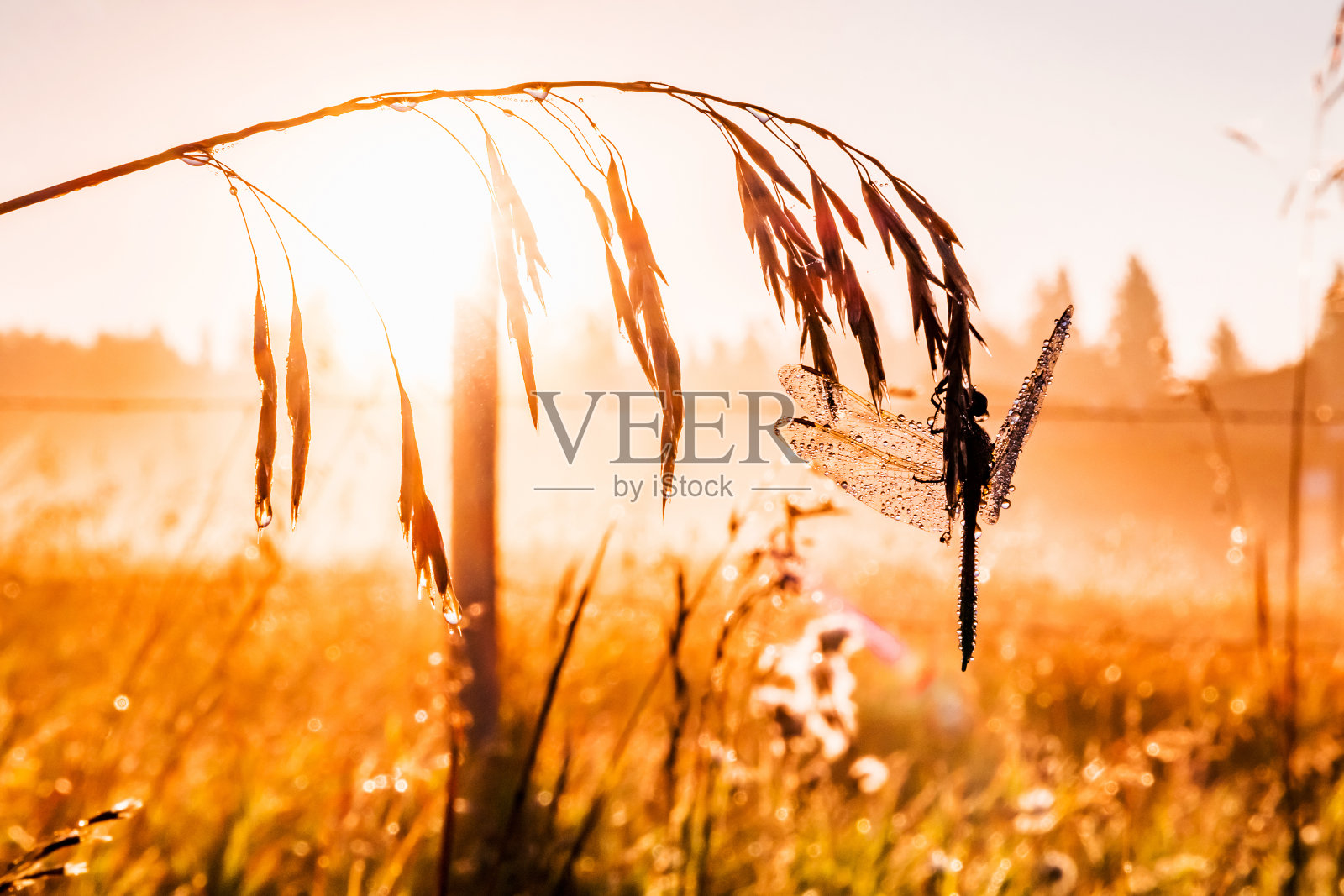 艾伯塔省帕克兰县,清晨的露珠在熟睡的蜻蜓身上闪闪发光照片摄影图片