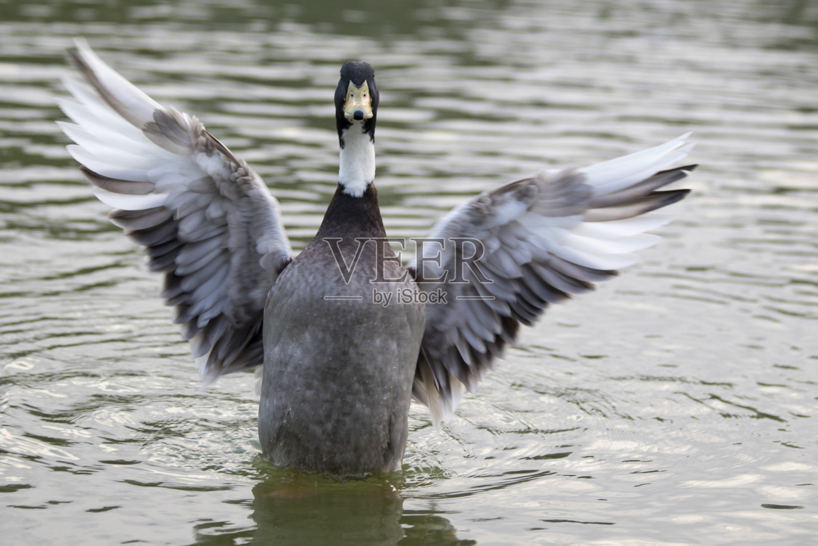 在水中张开翅膀的鸟喙照片摄影图片